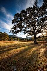 Golden sunlight filters through an oak tree at dusk