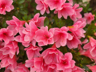 Pink rhododendron, azalea japonica flowers background