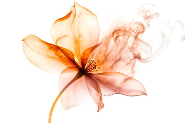 Serene Orange Flower Translucent Petals Smoke Swirls Dreamlike Beauty