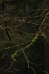 Obraz premium old tree trunk