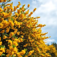 Fototapeta premium Low sprawling sea buckthorn bush laden with bright yellow berries and blossoms, fruit, leaves, rural