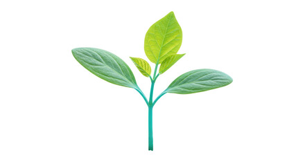 Isolated Green Plant