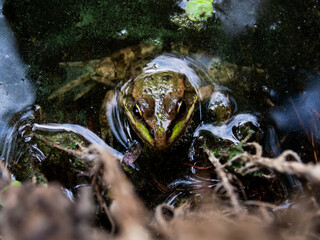 Wetland Amphibian Hiding Among Floating Debris