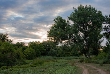 Obraz premium Dirt Road Leading into Dense Summer Woodland