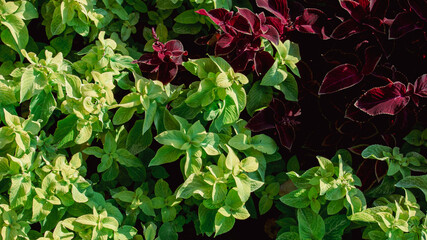 Vibrant Mix of Red and Green Leafy Plants