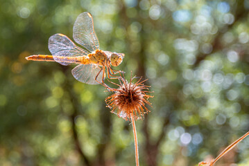Close-Up of Dragonfly with Transparent Wings and Bokeh