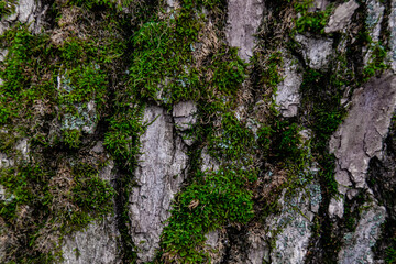 Tree Bark with Dense Moss and Lichen Patches