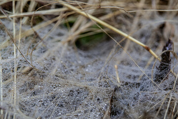 Spider Web with Dew Drops in Dry Grass
