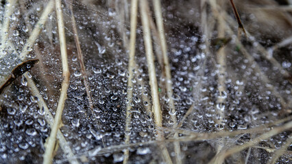 Close-Up of Dewy Web Among Autumn Grass Stalks
