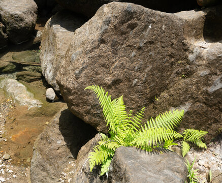 Trafalgar falls, cascading falls with warm and cold waters on Domica in the Caribbean
