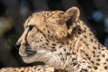 A Southeast African cheetah at a local zoo