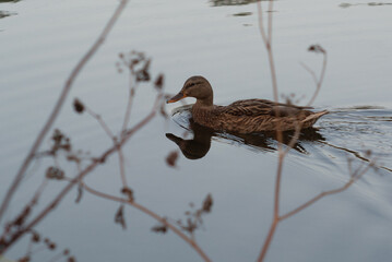 Lonely Duck Gliding Across Calm River Water
