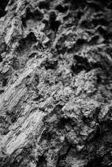 Weathered Tree Grain with Wavy Pattern