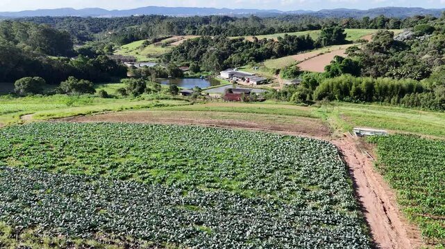 Vis&atilde;o a&eacute;rea de uma planta&ccedil;&atilde;o em um s&iacute;tio agr&iacute;cola, com linhas organizadas de cultivo, mostrando a diversidade de vegeta&ccedil;&atilde;o em um campo rural. Paisagem tranquila e bem estruturada