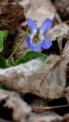 Early Spring Forest Violet Bloom
