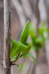 Early spring lilac sprout with young leaves 
