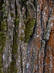 Obraz premium Moss Growing on Rough Tree Bark Surface