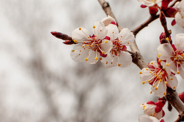 Apricot tree blooming with fresh white petals