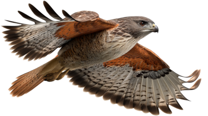 Red tailed hawk soaring gracefully through the sky