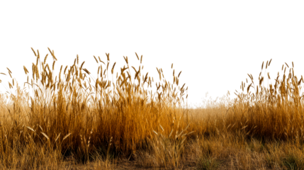 Golden grass swaying in the breeze on a sunny day
