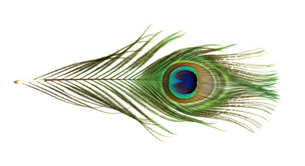 Isolated Peacock Feather
