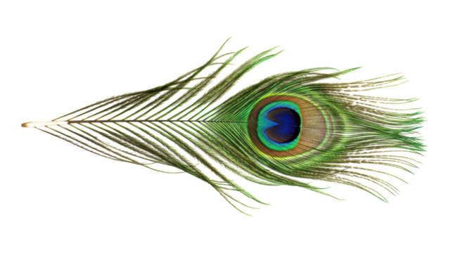 Isolated Peacock Feather