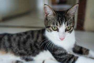 gato filhote fofo murisco