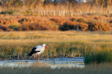 cigogne adulte au bord d'un étang au coucher de soleil d'automne 