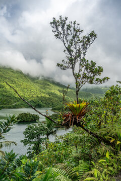 Views along Freshwater Lake Trail on Domica in the Caribbean along Etang
