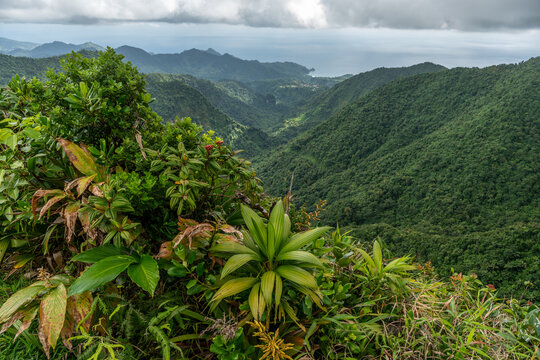Views along Freshwater Lake Trail on Domica in the Caribbean along Etang