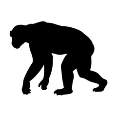 Chimpanzee silhouette vector illustration, primate ape animal wildlife, black and white art image