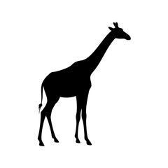 Giraffe silhouette vector illustration, african wildlife animal graphic, tall neck mammal isolated art