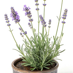 Isolated in a white pot, fresh lavender flowers bloom with purple and blue hues, a floral herb of spring nature