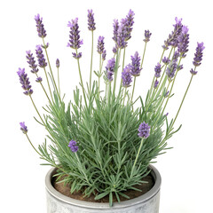 Obraz premium Purple lavender flowers bloom in a pot, an isolated spring beauty of the floral herb plant