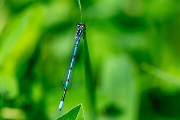 A blue field dragonfly resting on the grass