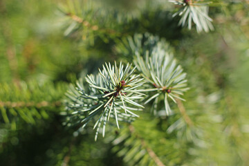 Spruce branch. Green needles of fir tree. Texture of needles of a Christmas tree. Detailed Christmas tree branches background. Evergreen tree