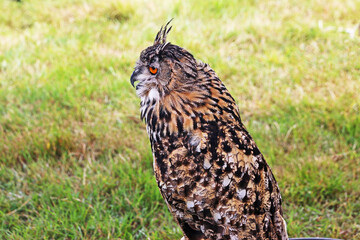 Eagle owl in a field