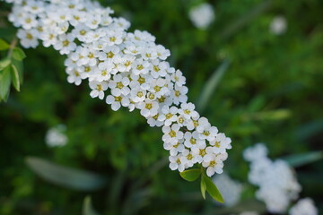 bloom of small white flowers on garden bush. natural spring blossoms