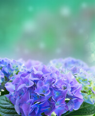 fresh blue hortensia flowers in green garden