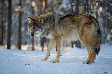 Obraz premium A dire wolf stands alone in the snowy woods, surrounded by tall trees and a serene winter landscape