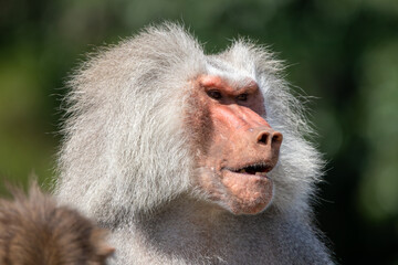 A male hamadryas baboon at a local zoo