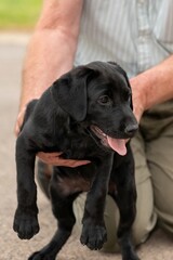 Portrait of a black Labrador puppy being held by her owner