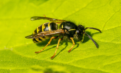 The wasp is common with yellow stripes on a green background.Macrophotography of the garden...