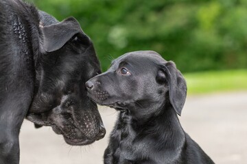 Portrait of a Black Labrador meeting a puppy for the first time