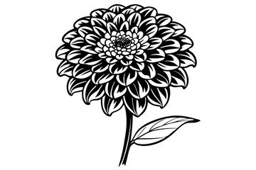 Minimalist Zinnia Flower Illustration