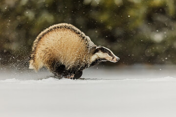 European badger (Meles meles) running and snow flying around © michal