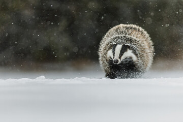 European badger (Meles meles) running and snow flying around © michal