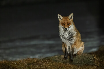 male red fox (Vulpes vulpes) visit at home in winter