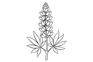Lupine Botanical Outline