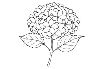 Hydrangea Petal Outline Art